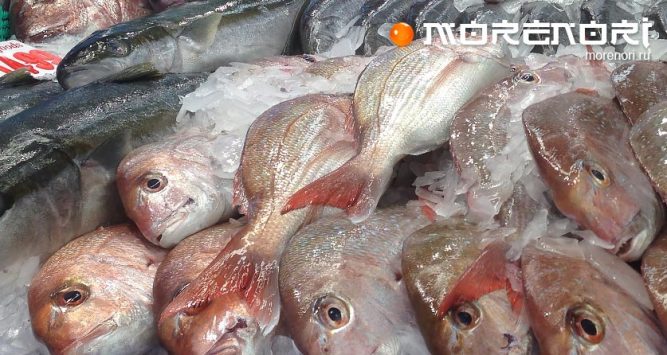 Как выбрать свежую рыбу Как выбрать свежую рыбу