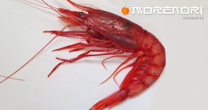 Красная глубоководная креветка Красная глубоководная креветка