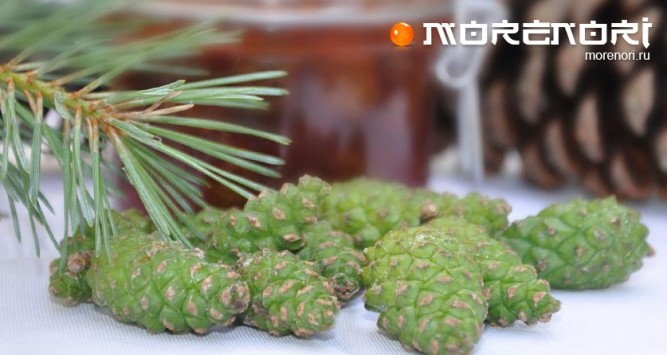 варенье из сосновых шишек варенье из сосновых шишек