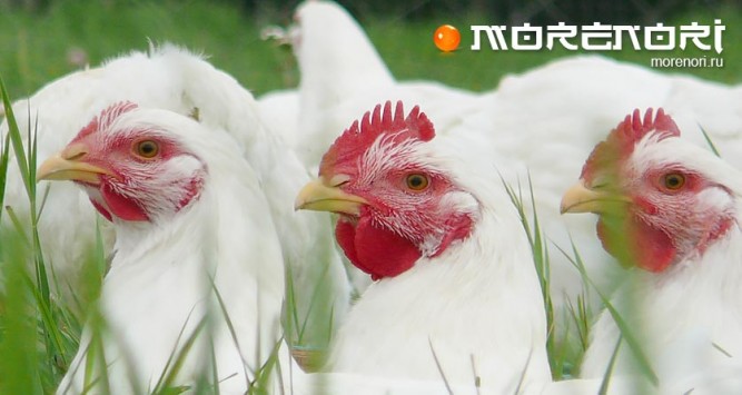 фермерские продукты фермерские продукты