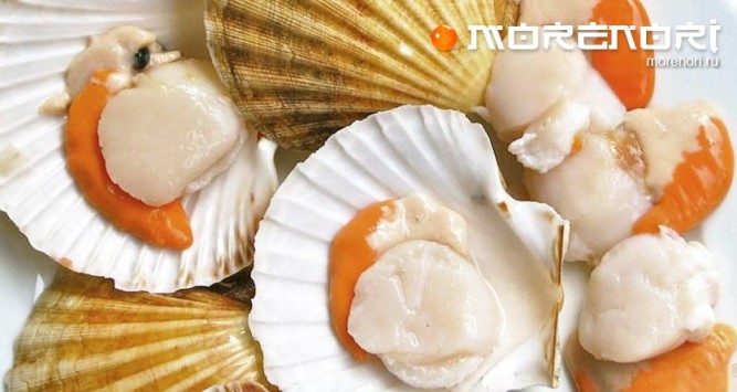 гребешки гребешки