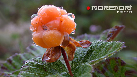 Чем полезна морошка
