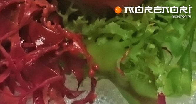 Водоросли тосака Водоросли тосака
