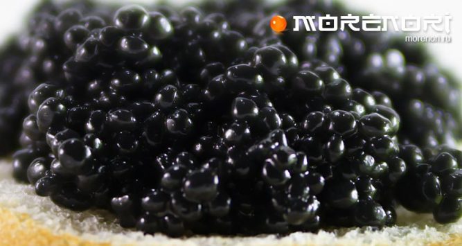 Самая дорогая икра Самая дорогая икра