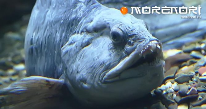 Зубатка синяя Зубатка синяя