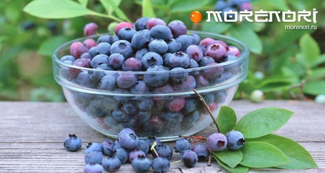 Полезная черника Полезная черника