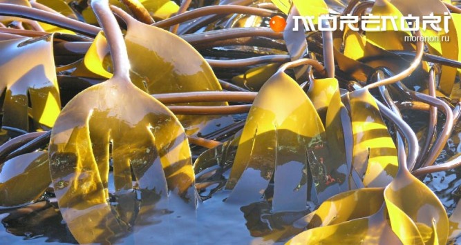 морская капуста морская капуста