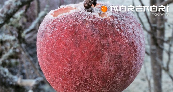 Замораживание яблок Замораживание яблок